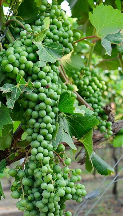 alatas-vineyard